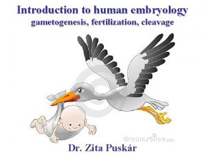 Introduction to human embryology gametogenesis fertilization cleavage Dr