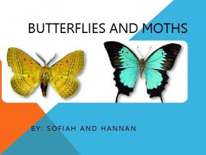 BUTTERFLIES AND MOTHS BY SOFIAH AND HANNAN DIFFERENCE
