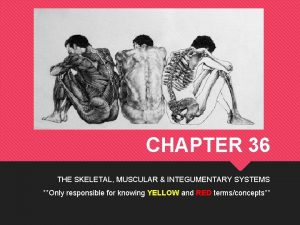 CHAPTER 36 THE SKELETAL MUSCULAR INTEGUMENTARY SYSTEMS Only