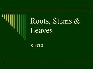Roots Stems Leaves Ch 23 2 Roots o
