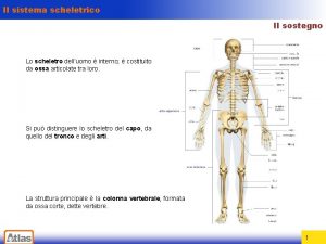 Il sistema scheletrico Il sostegno Lo scheletro delluomo