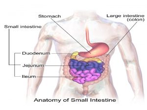 Small Intestine Is the longest component of the