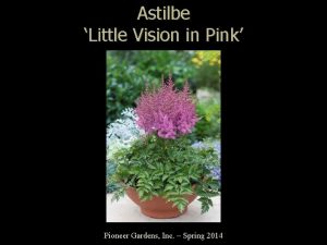 Astilbe Little Vision in Pink Pioneer Gardens Inc
