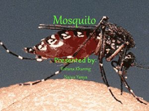 Mosquito Presented by Rohana Khareng Najwa Yanya MOSQUITO
