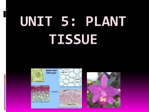 UNIT 5 PLANT TISSUE PLANT BODY ORGANS Plants