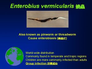 Enterobius vermicularis Also known as pinworm or threadworm