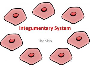 Integumentary System The Skin The Bodys Tough Covering