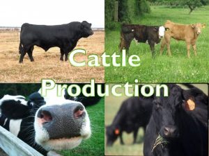 OBJECTIVES Key Terms Cattle Terminology Breeds Management Practices