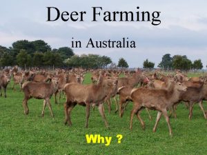 Deer Farming in Australia Why Why Not Farming