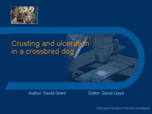 Crusting and ulceration in a crossbred dog Author