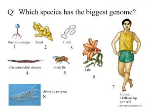 Q Which species has the biggest genome 1