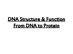 DNA Structure Function From DNA to Protein DNA