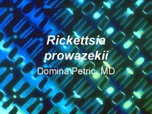 Rickettsia prowazekii Domina Petric MD Introduction Rickettsia prowazekii