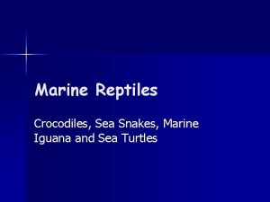Marine Reptiles Crocodiles Sea Snakes Marine Iguana and