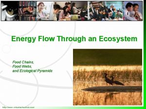 Energy Flow Through an Ecosystem Food Chains Food