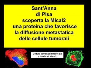 Scuola Superiore SantAnna di Pisa scoperta la Mical