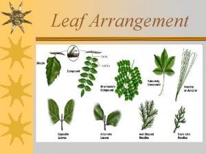 Leaf Arrangement Leaf Arrangement 1 Sugar Maple Acer
