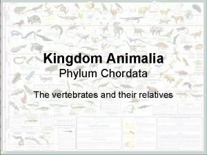 Kingdom Animalia Phylum Chordata The vertebrates and their