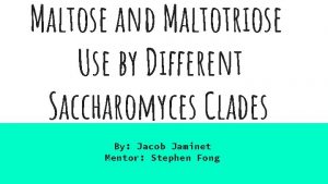 Maltose and Maltotriose Use by Different Saccharomyces Clades