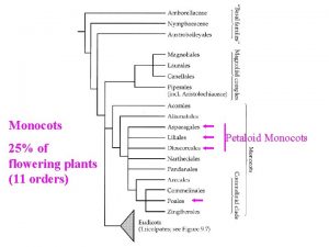 Monocots 25 of flowering plants 11 orders Petaloid