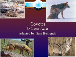 Coyotes By Lucas Adler Adapted by Sam Behrends