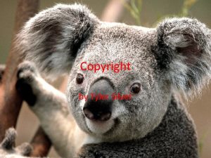 Copyright by Tyler Silver copyright A legal right