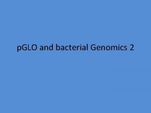 p GLO and bacterial Genomics 2 Warm Up