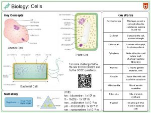 Biology Cells Key Concepts Key Words Cell membrane
