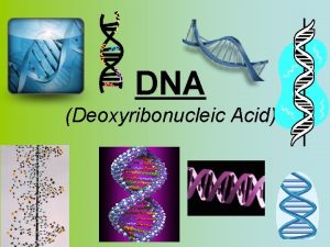 DNA Deoxyribonucleic Acid Genetic material of cellsDNA GENES