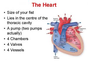 The Heart Size of your fist Lies in