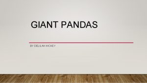 GIANT PANDAS BY DELILAH HICKEY WHAT ARE PANDAS