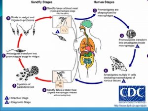 KALA AZAR Leishmaniasis is a disease caused by