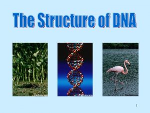 1 DNA DNA is often called the blueprint