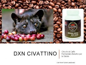 DXN CIVATTINO Chicchi di Caff Fermentato Benefici per