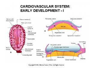 CARDIOVASCULAR SYSTEM EARLY DEVELOPMENT I CARDIOVASCULAR SYSTEM EARLY CARDIOVASCULAR SYSTEM EARLY DEVELOPMENT I CARDIOVASCULAR SYSTEM EARLY