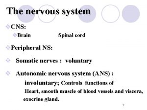 The nervous system v CNS v Brain Spinal