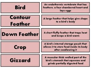 Bird An endothermic vertebrate that has feathers a