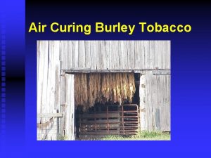 Air Curing Burley Tobacco What Is Tobacco Curing