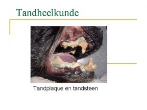 Tandheelkunde Tandplaque en tandsteen Parodontologie n Parodontologie is