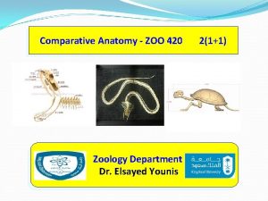 Comparative Anatomy ZOO 420 Zoology Department Dr Elsayed