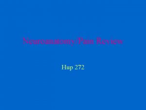 NeuroanatomyPain Review Hup 272 Anatomy Cell body in