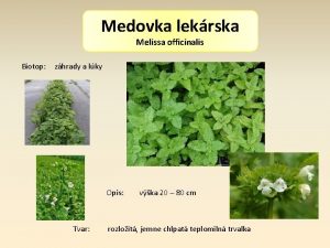 Medovka lekrska Melissa officinalis Biotop zhrady a lky