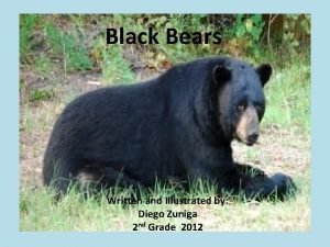 Black Bears Written and Illustrated by Diego Zuniga