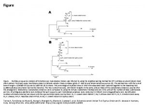 Figure Multilocus sequence analysis of Rickettsia spp Evolutionary