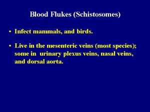 Blood Flukes Schistosomes Infect mammals and birds Live
