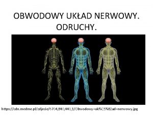 OBWODOWY UKAD NERWOWY ODRUCHY https cdn medme plzdjecie6704