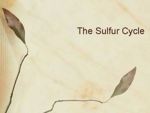 The Sulfur Cycle WHAT is sulfur Atomic number