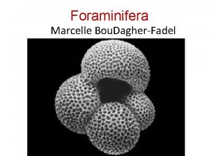 Foraminifera Marcelle Bou DagherFadel HOW TO RECOGNIZE A