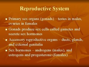 Reproductive System n n Primary sex organs gonads