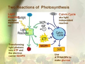 Two Reactions of Photosynthesis Light Reaction aka light